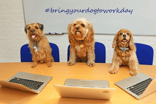No Dogs Policy Puts Damper on “Bring Your Dog to Work Day”