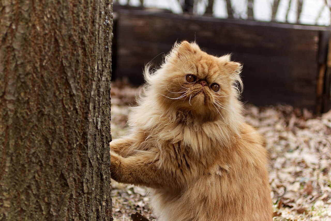 A Furry Problem: Dealing with Pets in the Office